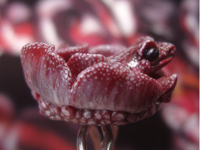 Парадное кольцо "Дикий сербарин и лягушка"