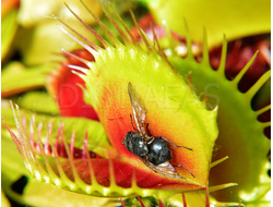 Венерина Мухоловка, Дионея Мусципула (Dionaea muscipula). Купить Хищное растение Дионея в Украине.