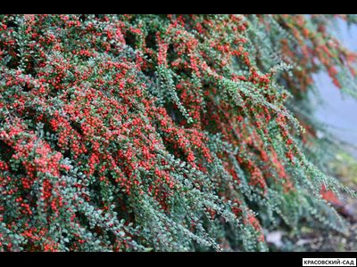 Кизильник Корал Бьюти - Coral Beauty