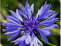 Гидролат Василек синий Centaurea cyanus (цветы) 100 мл