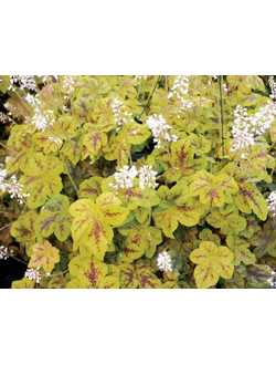 Гейхерелла "Еллоустоун Фоллс" Yellowstone Falls