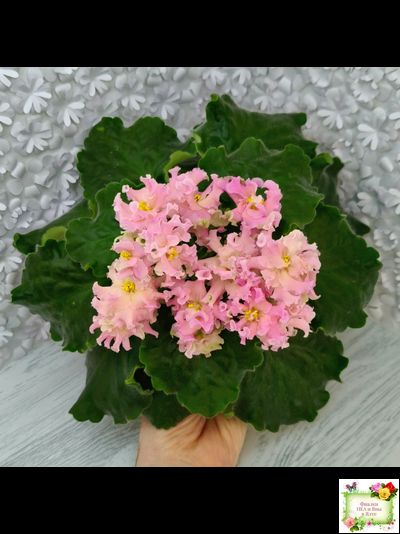 АВ-Златые Горы (Фиалковод) 2021 г. (сортовой стартер)