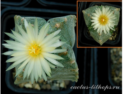 Astrophytum MY v.4c X Astrophytum MY v.3c cv.Bohumil Schutz - 5 семян