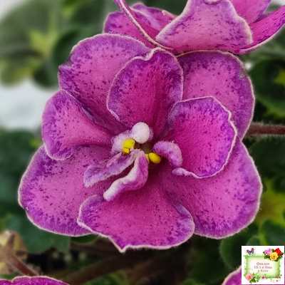 Ma's Melody Girl (O. Robinson) (гёрл-лист)