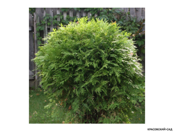 Туя Селена - Selena