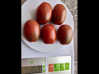 Томат Черный мавр