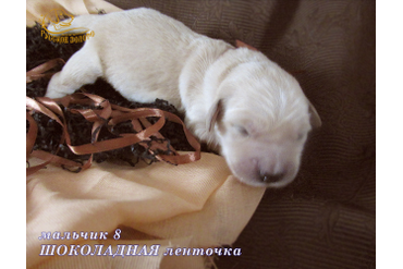 УЖЕ в НОВОМ ДОМЕ = Мальчик ШОКОЛАДНАЯ ленточка, 5 дней. ДР 28.01.20. 