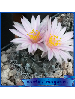 Turbinicarpus pseudomacrochele v. alenae Rog 199