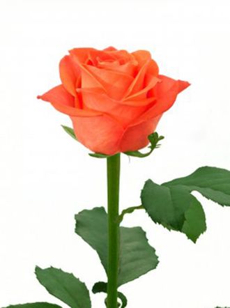 Розы Вау (Wow) Чайно-гибридные (до 60 см) Россия