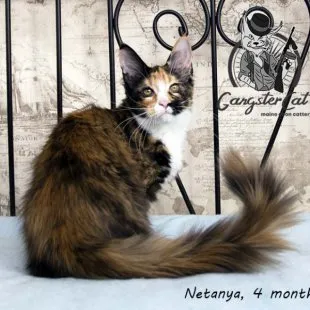 Волгоградский питомник Мейн кунов GangsterCat. Сайт: www.gangstercat.ru Тел: +7 (917) 335-09-66 (WhatsApp, Viber, Telegram), Татьяна.