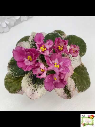 Aftershock (P. Sorano)