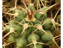 Gymnocalycium bruchii v. niveum VG 536