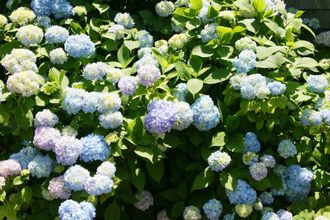 Гортензия крупнолистовая Nikko Blue, ЗКС