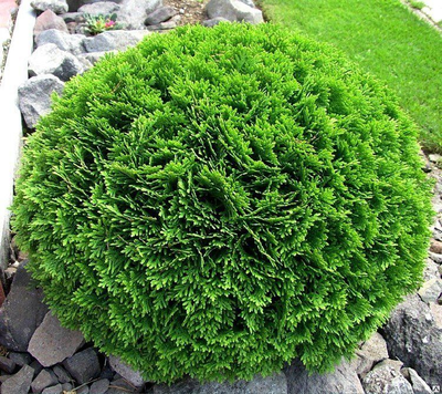 туя западная  "ДАНИКА"