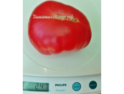 Томат Розовый Крым