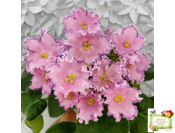 Nik-Хмельное Лето (Н. Булко) 2022 г.