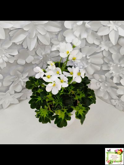 Lullaby (Arndt) (гёрл-лист)