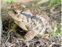 Дальневосточная жаба (Bufo gargarizans)