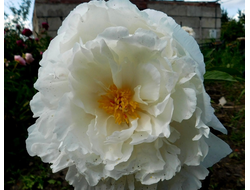 Пион Marshmallow Puff (Маршмеллоу Паф)