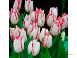 Тюльпан Beautytrend