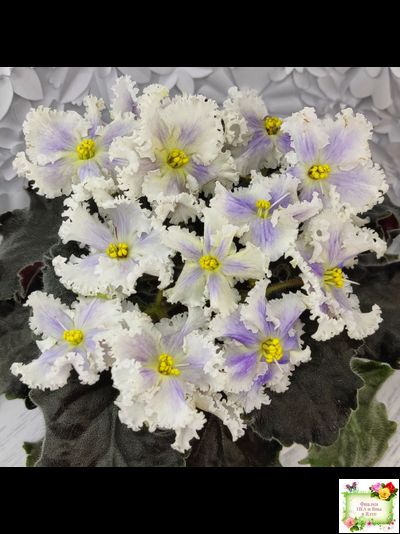 РМ-Золотой Берилл (Н.Скорнякова)