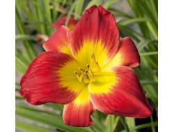 Лилейник Кристмас Из (Christ Is)