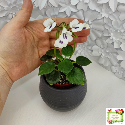 Deinostigma tamiana (Primulina tamiana (примулина тамиана))