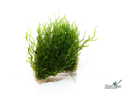 Сеточки для мхов 2мм, комплект с присосками