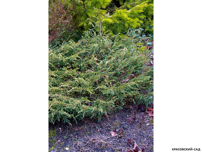 Можжевельник обыкновенный Спотти Спридер - Spotty Spreader