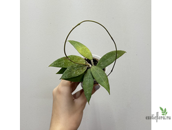 ⁠24/07/2025 Hoya sp. Bogor