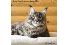 Волгоградский питомник Мейн кунов GangsterCat. Сайт: www.gangstercat.ru Тел: +7 (917) 335-09-66 (WhatsApp, Viber, Telegram), Татьяна.