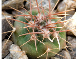 Gymnocalycium bruchii v. niveum VG 536