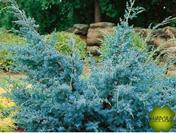 Можжевельник китайский "БЛЮ АЛЬПС"