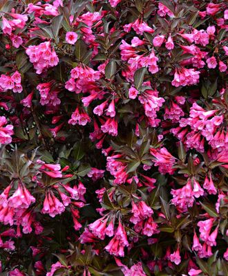 Вейгела "Александра"