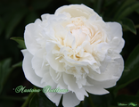 Paeonia Elsa Sass