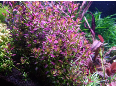 Ротала Флорида (горшок)