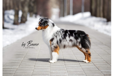 мать FAWN C PARIS DE BAUER /Ричес/