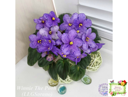 Winnie The Pooh (LLG/Sorano) (пасынок-стартер укоренённый)