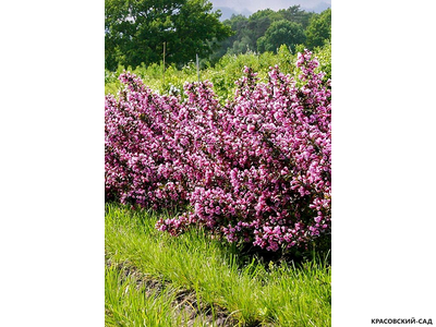 Вейгела цветущая Нана Пурпуреа