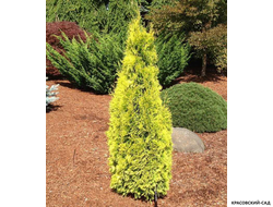 Туя западная Янтарь - Jantar