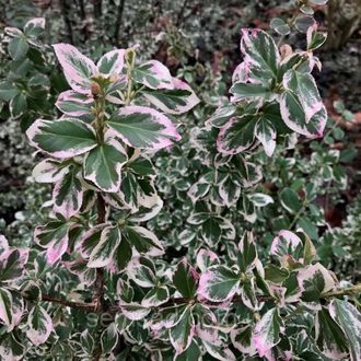 Бересклет Форчуна Сильвер квин (Silver Queen)