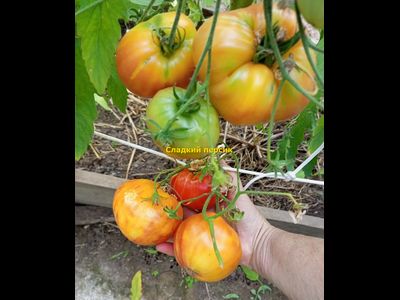 Томат Сладкий Персик (Sweet Peach, США)