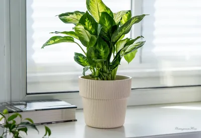 Горшок с дренажной системой Алемар VipSet 2,4л крем