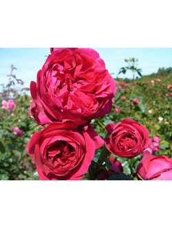 Эрик Таберли (Eric Tabarly) роза, ЗКС