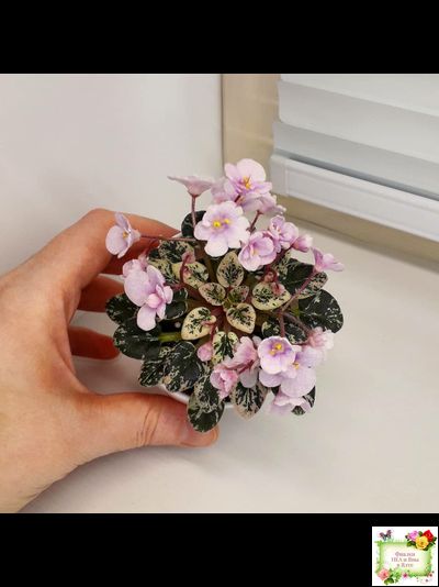 Precious Pixie (S.Sorano)