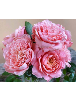 Микото (Mikoto)