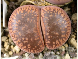 Lithops aucampiae C004 - 10 семян