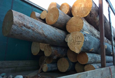 Бревно Кело диаметр 32 см, длина 6 м