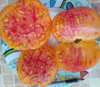 Томат Звездчатый из Беллинзоны (Stellato di Bellinzona)