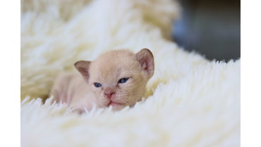 шоколадный малыш